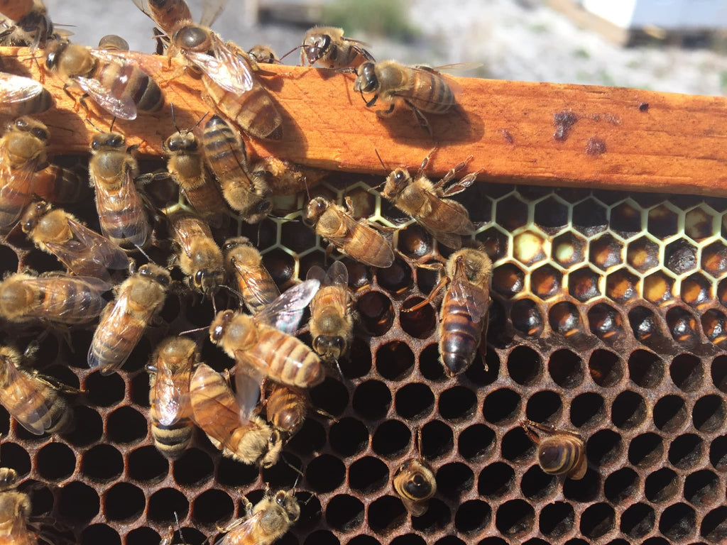 Taking Care of Our Bees During Winter