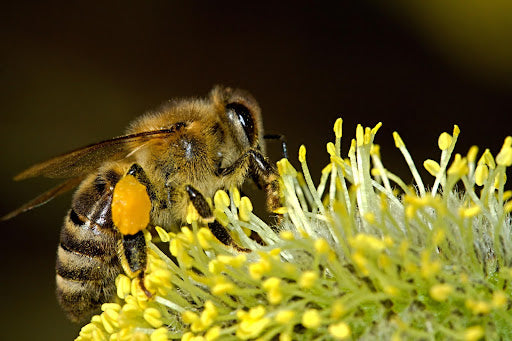 Can Raw Honey Alleviate Allergy Symptoms?