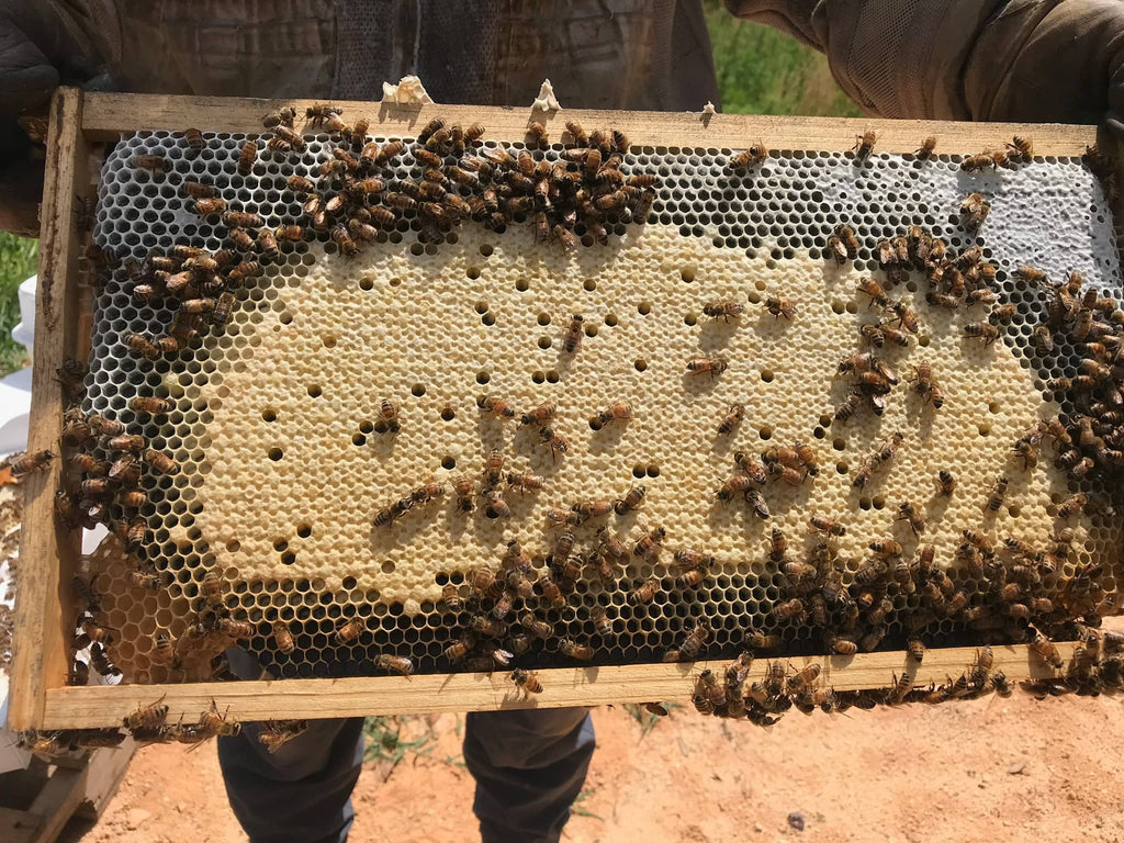 Making New Hives