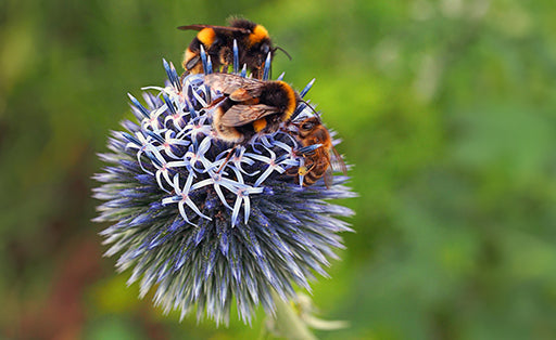 Why Beeswax Is Ideal For Candle Making