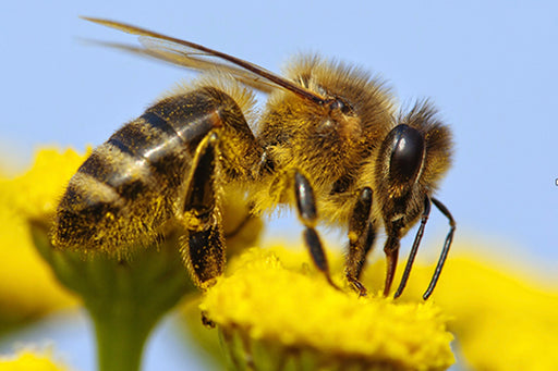 Bee Pollen: Your Pressing Questions Answered